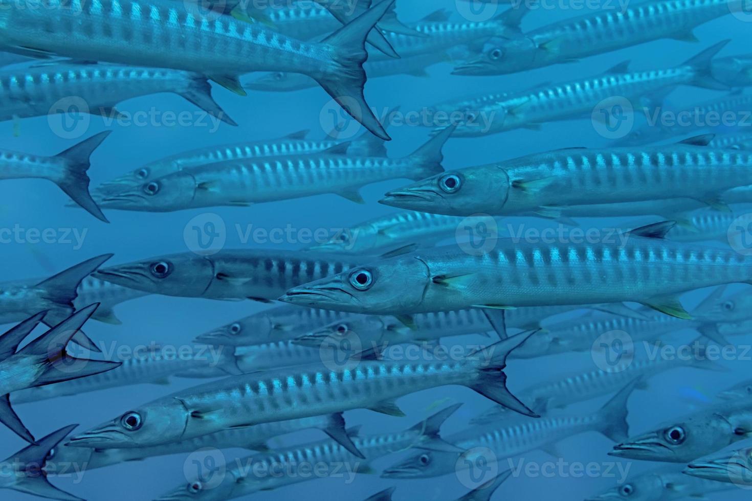 Inside a school of barracuda photo