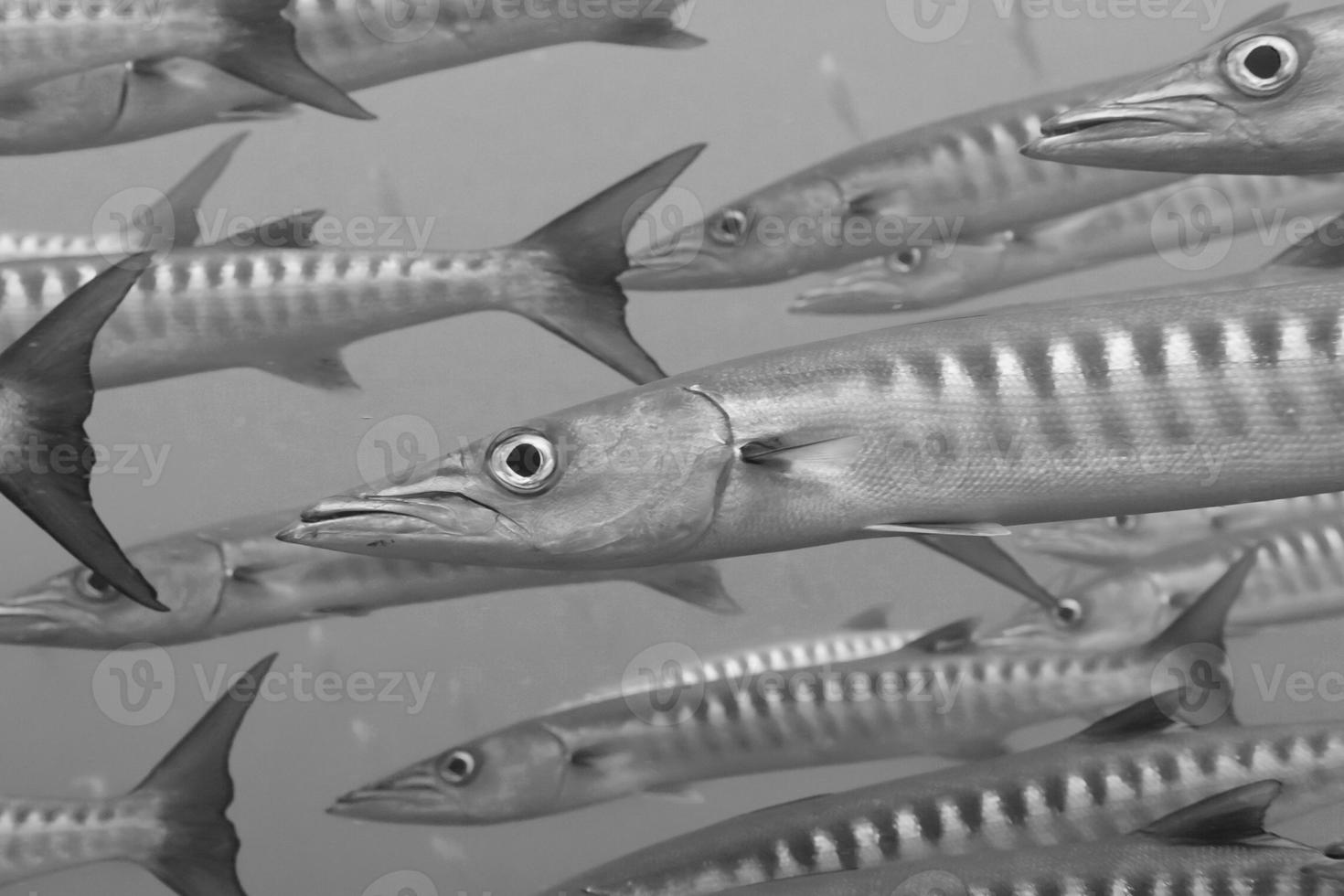 dentro de una escuela de barracudas en blanco y negro foto