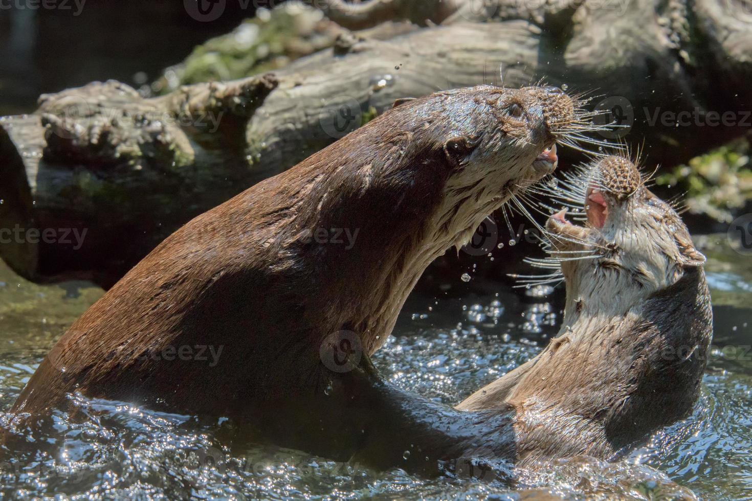 otter playing in the river photo