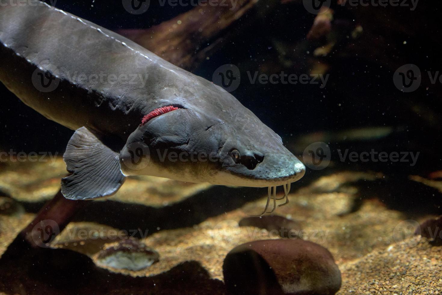 sturgeon fish caviar eggs underwater photo