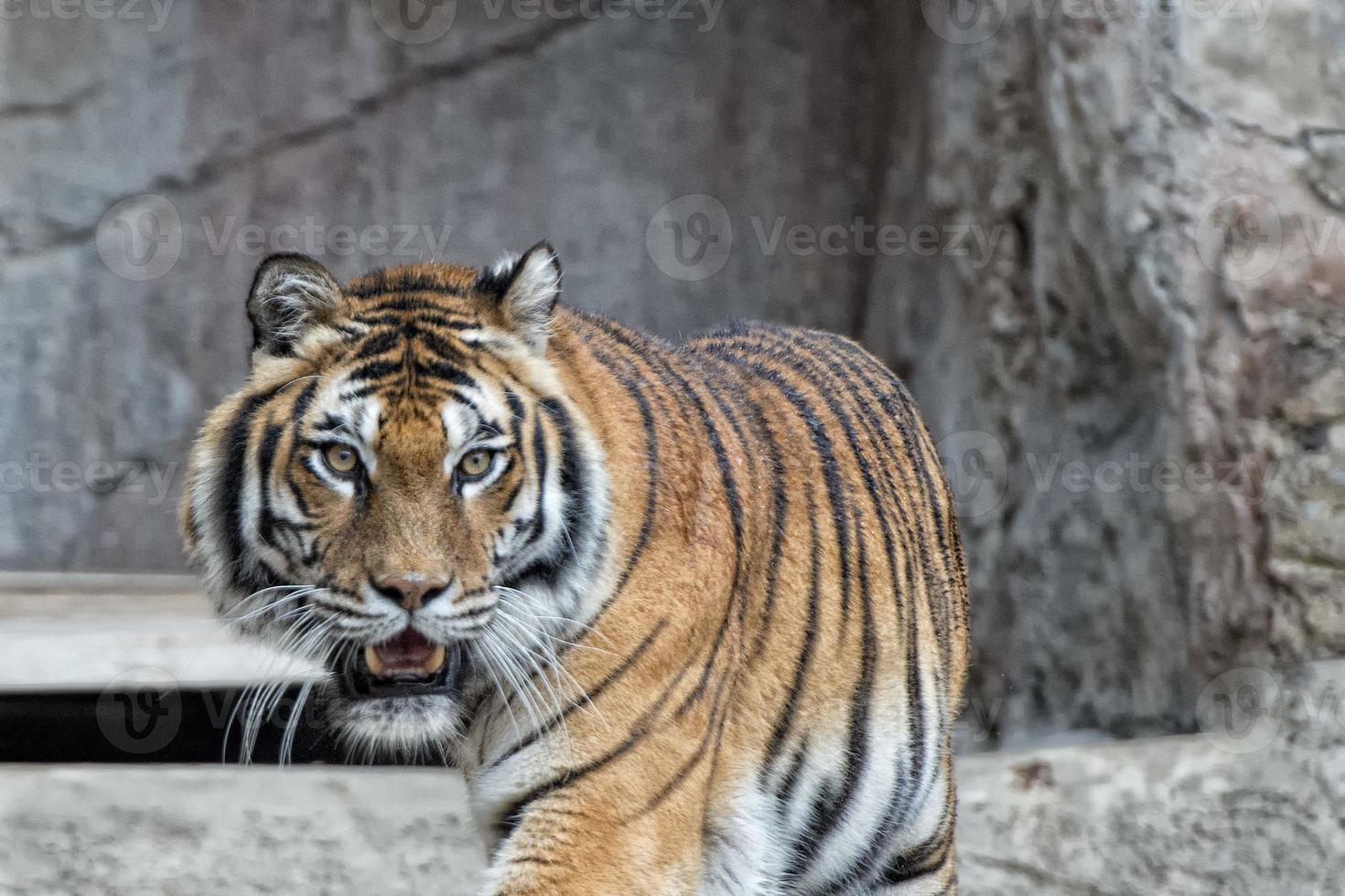 A tiger ready to attack looking at you photo