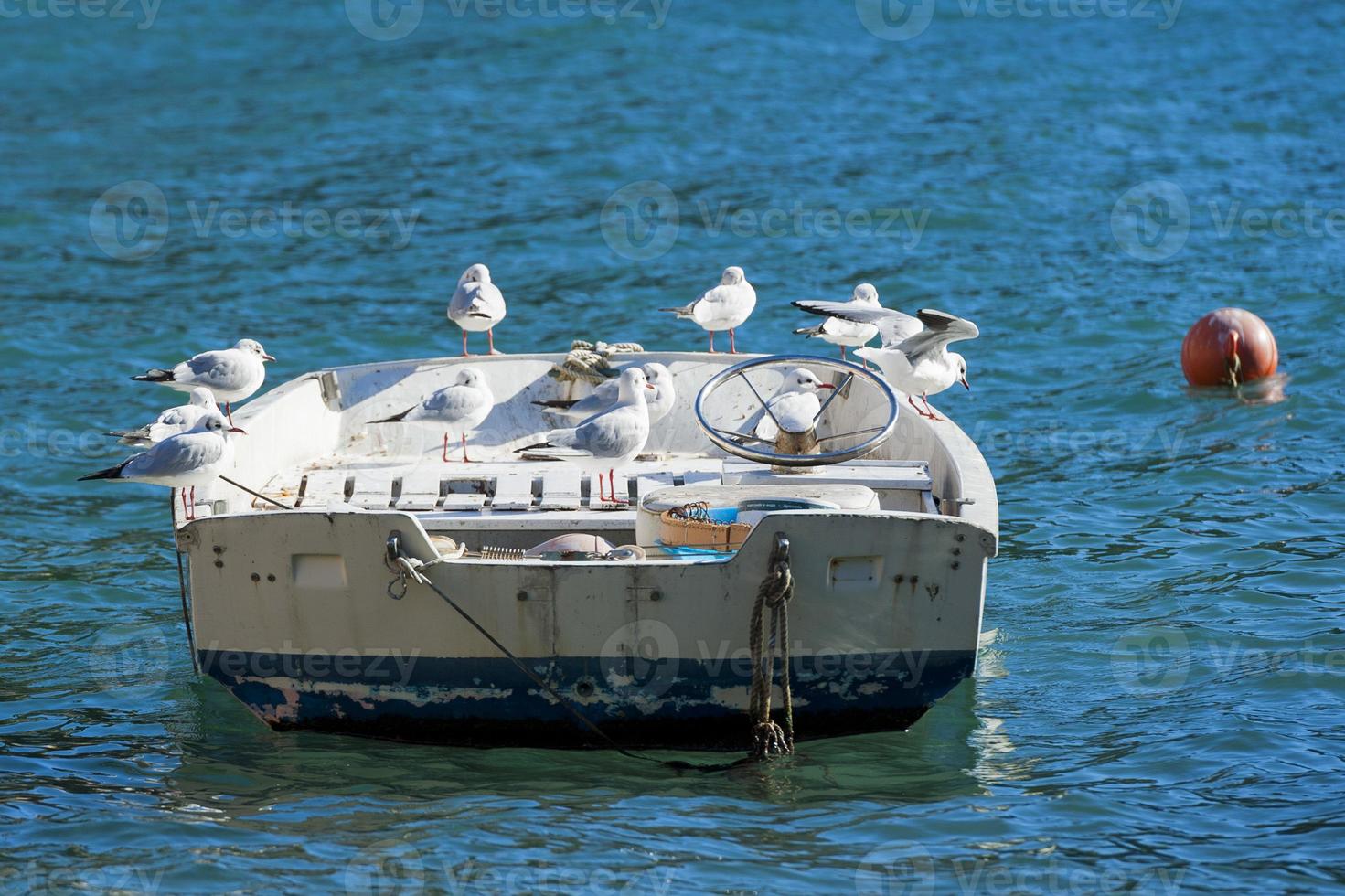 Seagulls resting on a boat in portofino photo