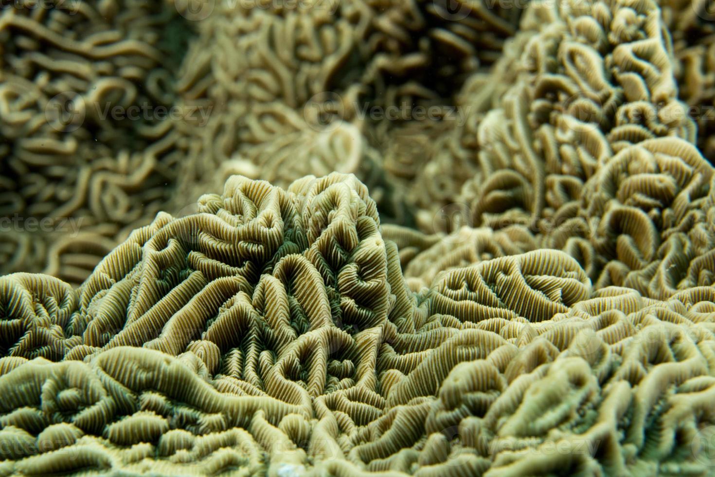 una colorida macro de coral duro en cebu filipinas foto