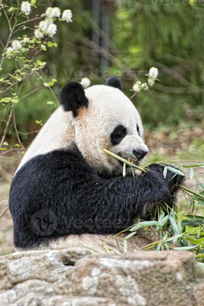 giant panda while eating bamboo photo