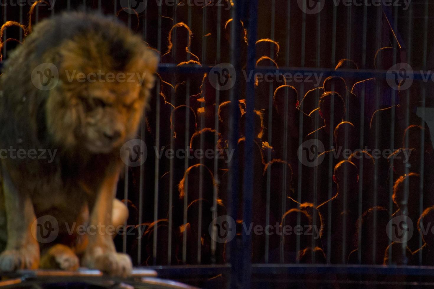 Circus lion portrait in a cage photo