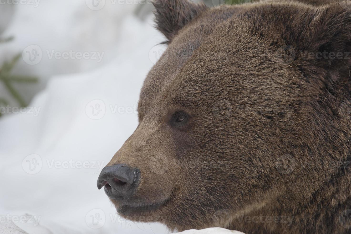 A black bear brown grizzly in the snow background photo