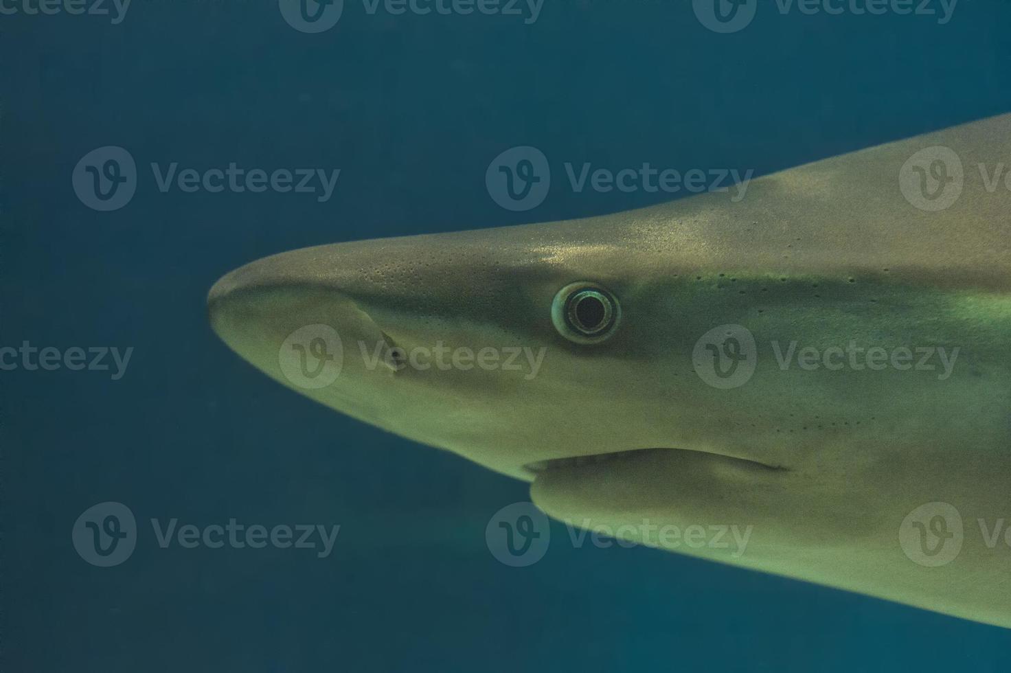 shark in aquarium photo