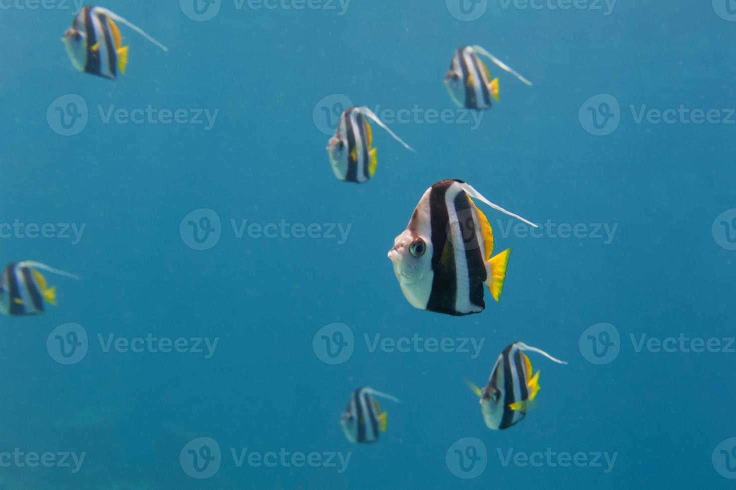 A school of angel fish in Sipadan, Borneo, Malaysia photo