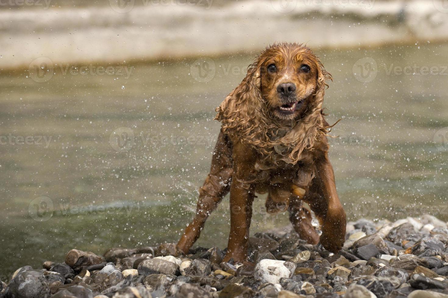 English cocker spaniel dog while squeezing photo