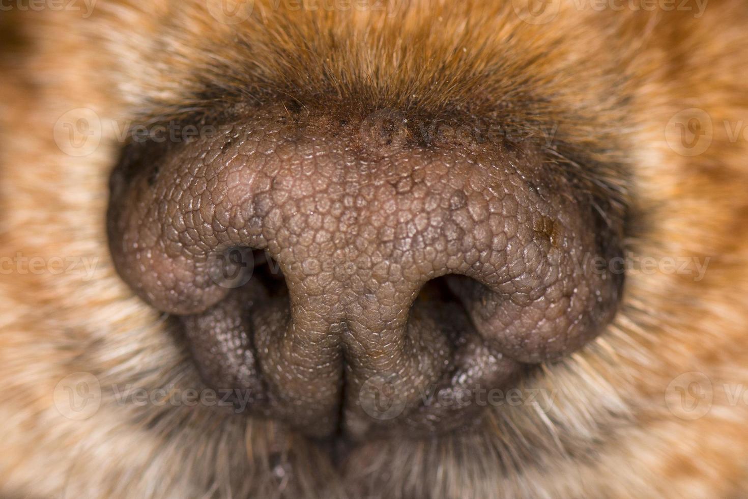 dog nose macro photo