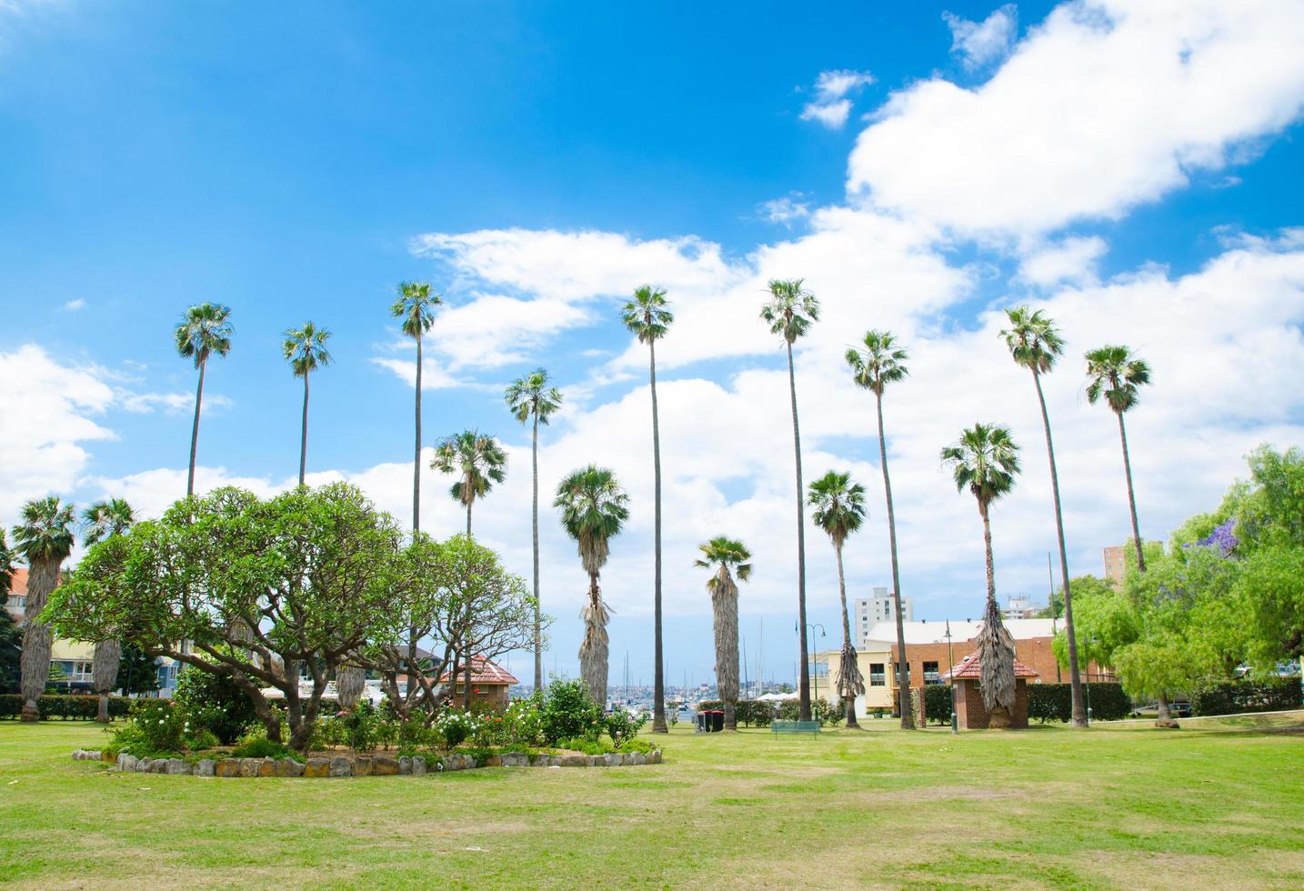 A group of tall palm trees, gathering around in the circle with cloudy sky at the background. photo