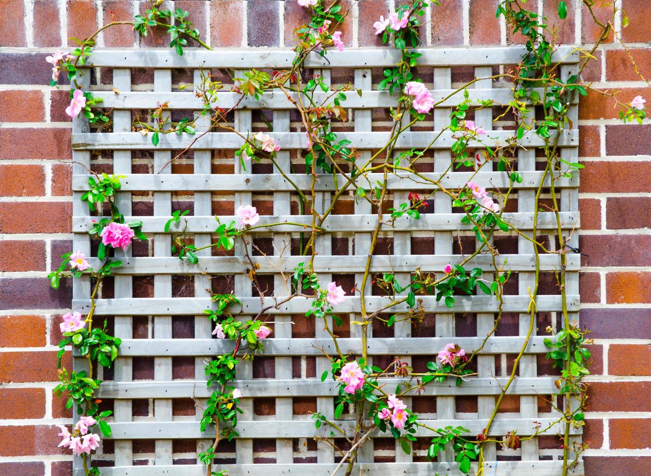 rosado alpinismo Rosa con madera marco en el rojo ladrillo pared. foto