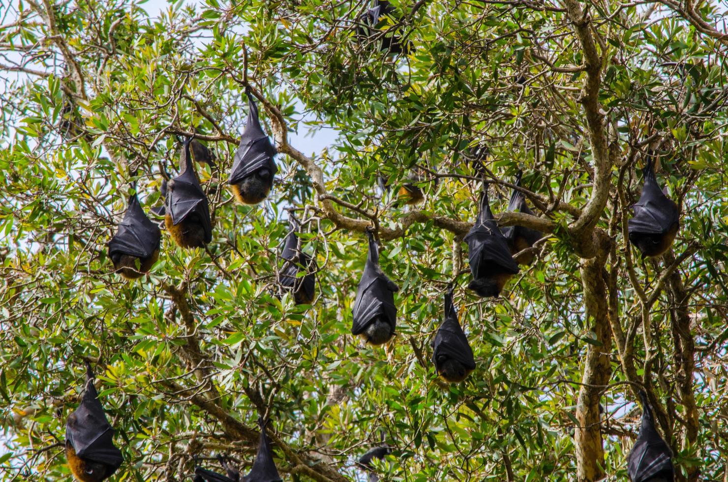 Bats sleeping upside down on the bunch of trees. photo