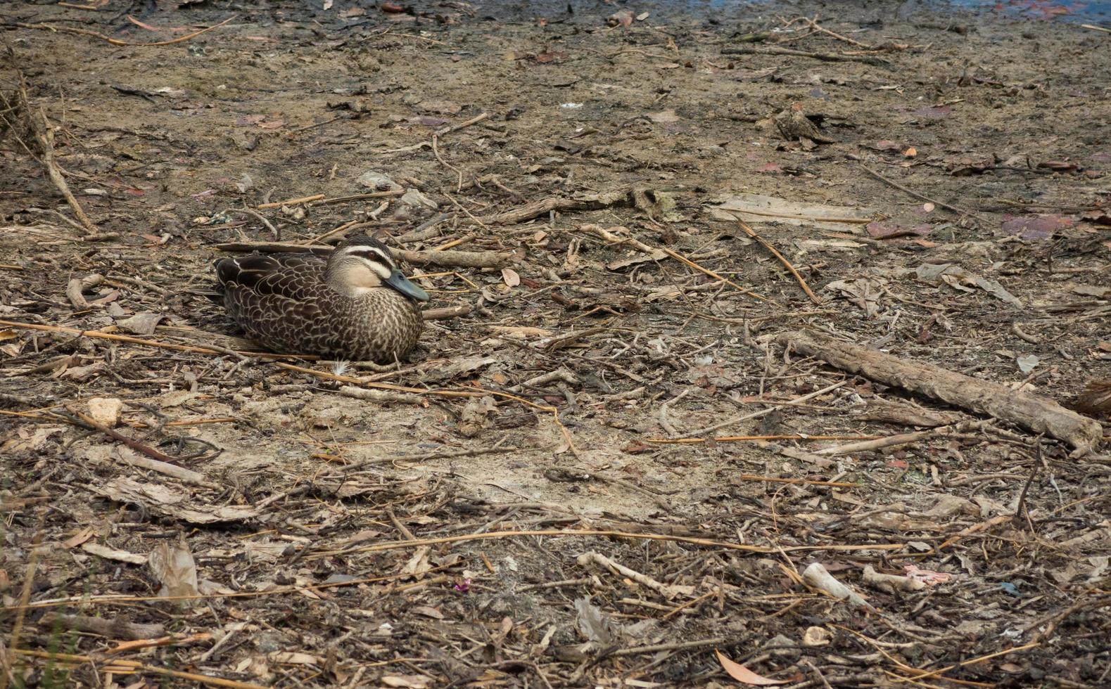Australian brown duck sitting and resting on the ground near the river bank at Sydney Centennial Park. photo