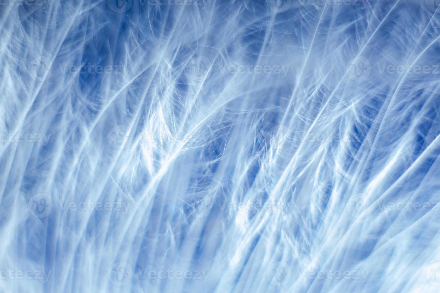 Macro photo. Feather on blue, blurred background. Beautiful soft texture of the pen. photo