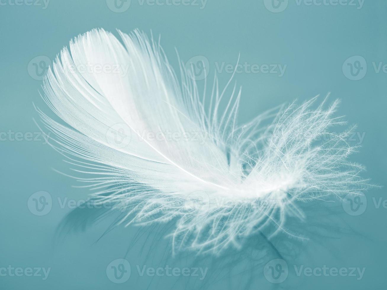 White fluffy bird feather on a blue background. The texture of a delicate feather. soft focus photo