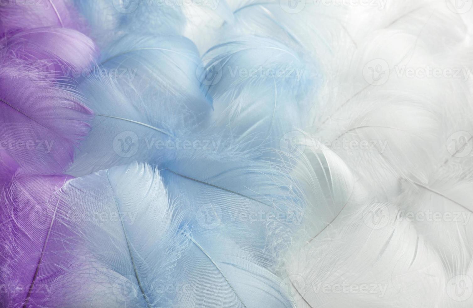 soft focus. Colorful fluffy feathers in pastel shades. A message to the angel. Banner of a bunch of delicate soft feathers photo