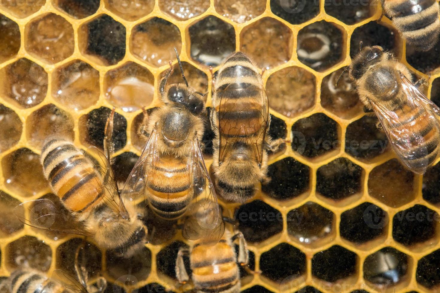 bees inside beehive macro close up photo