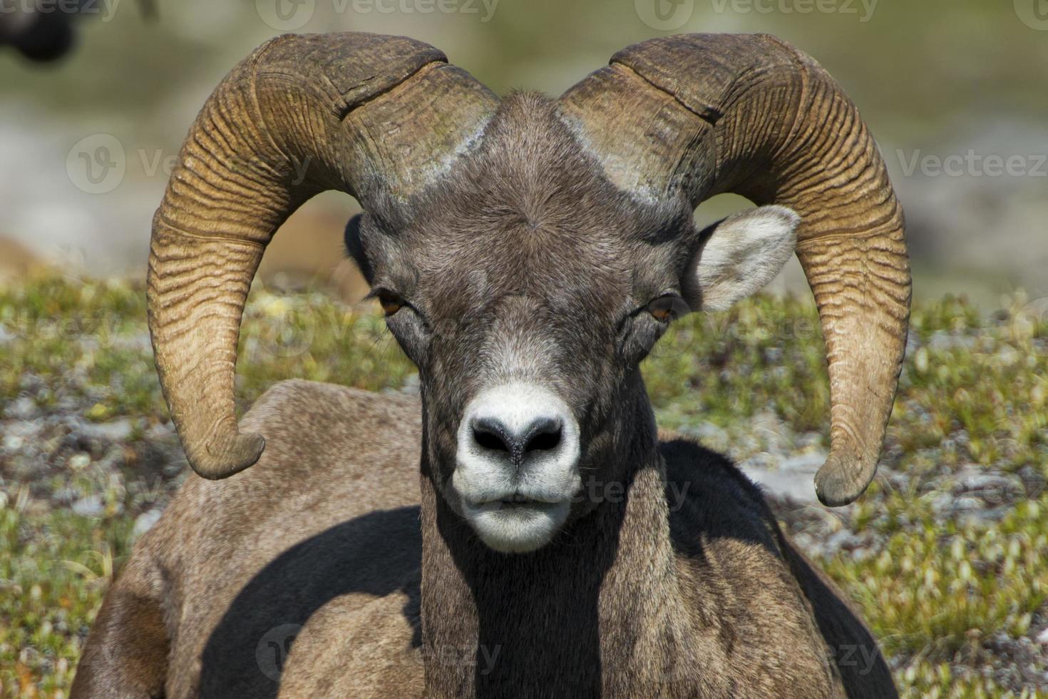 Big Horn portrait photo
