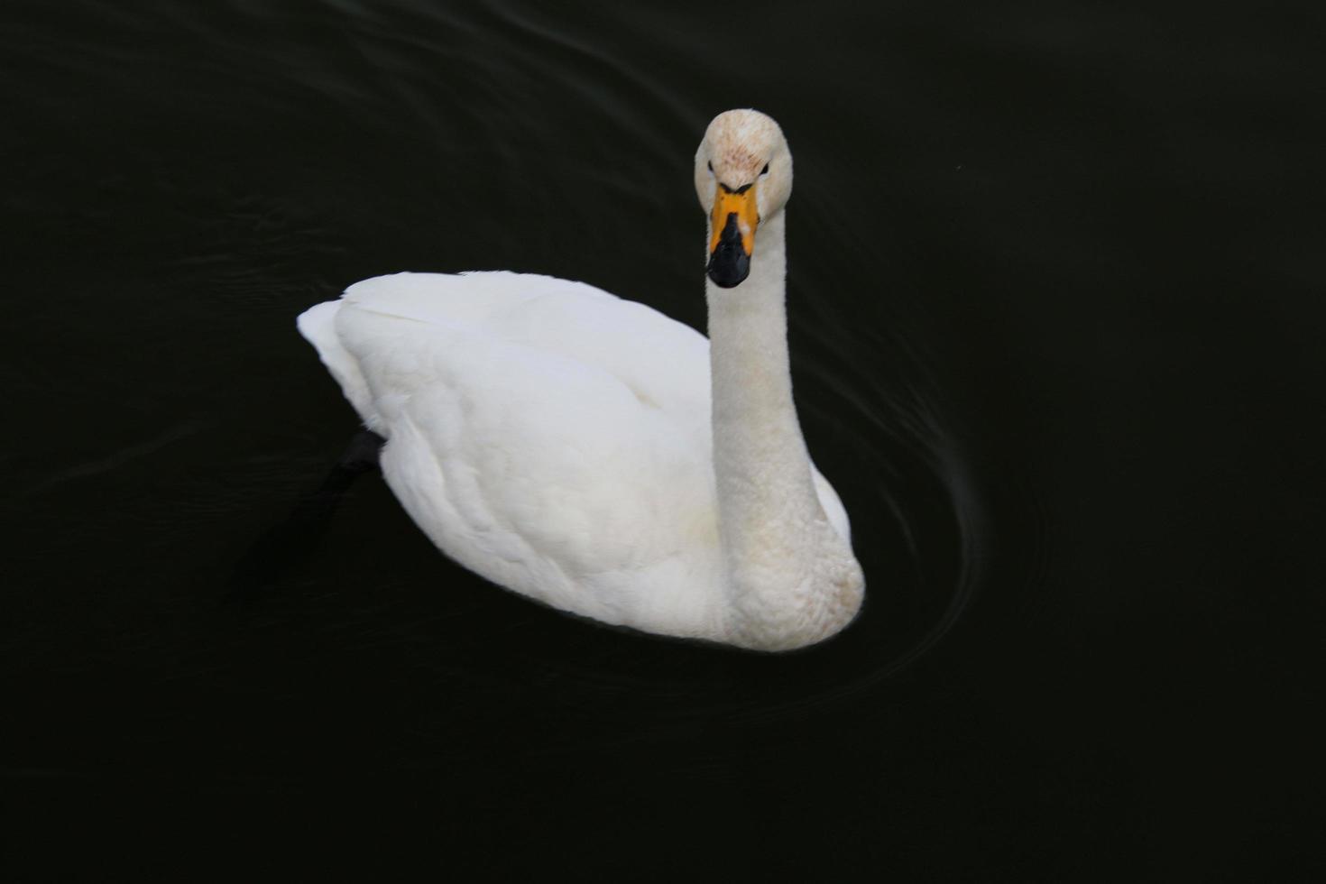 un ver de un chillón cisne en Reikiavik en Islandia foto