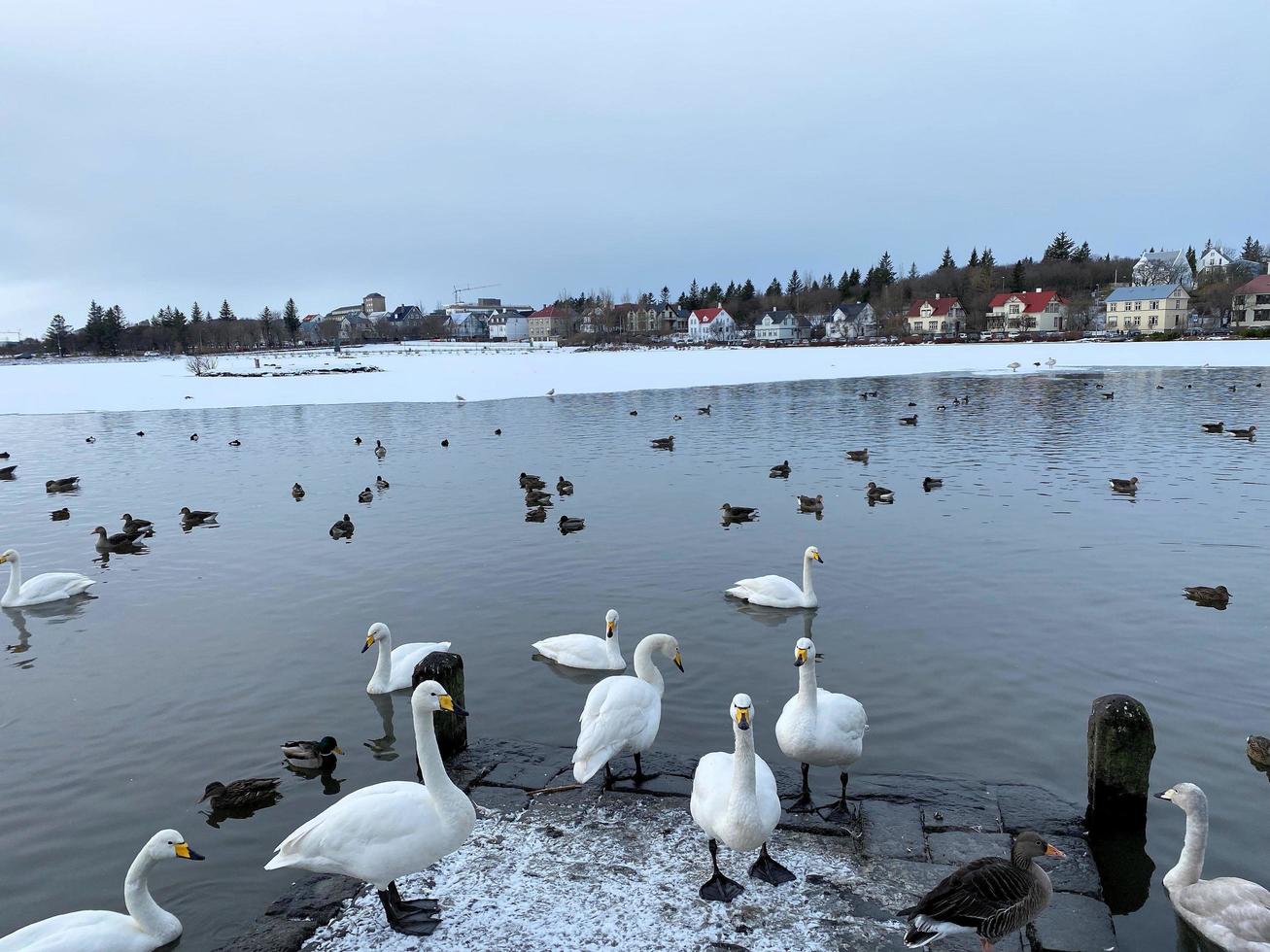 A view of a Whooper Swan in Reykjavik in Iceland 20424252 Stock Photo