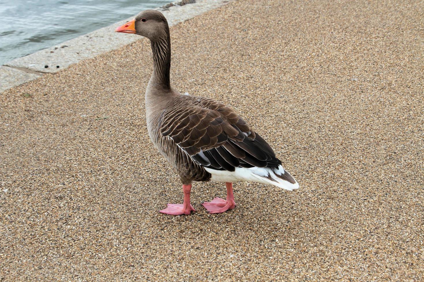 A view of some Geese photo