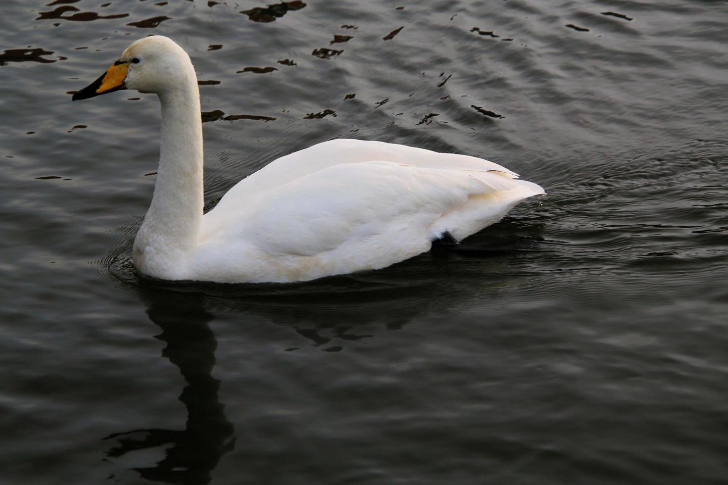 un ver de un chillón cisne en Reikiavik en Islandia foto