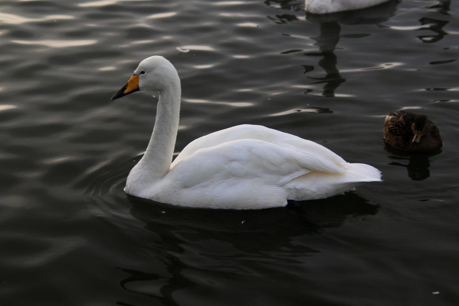 un ver de un chillón cisne en Reikiavik en Islandia foto