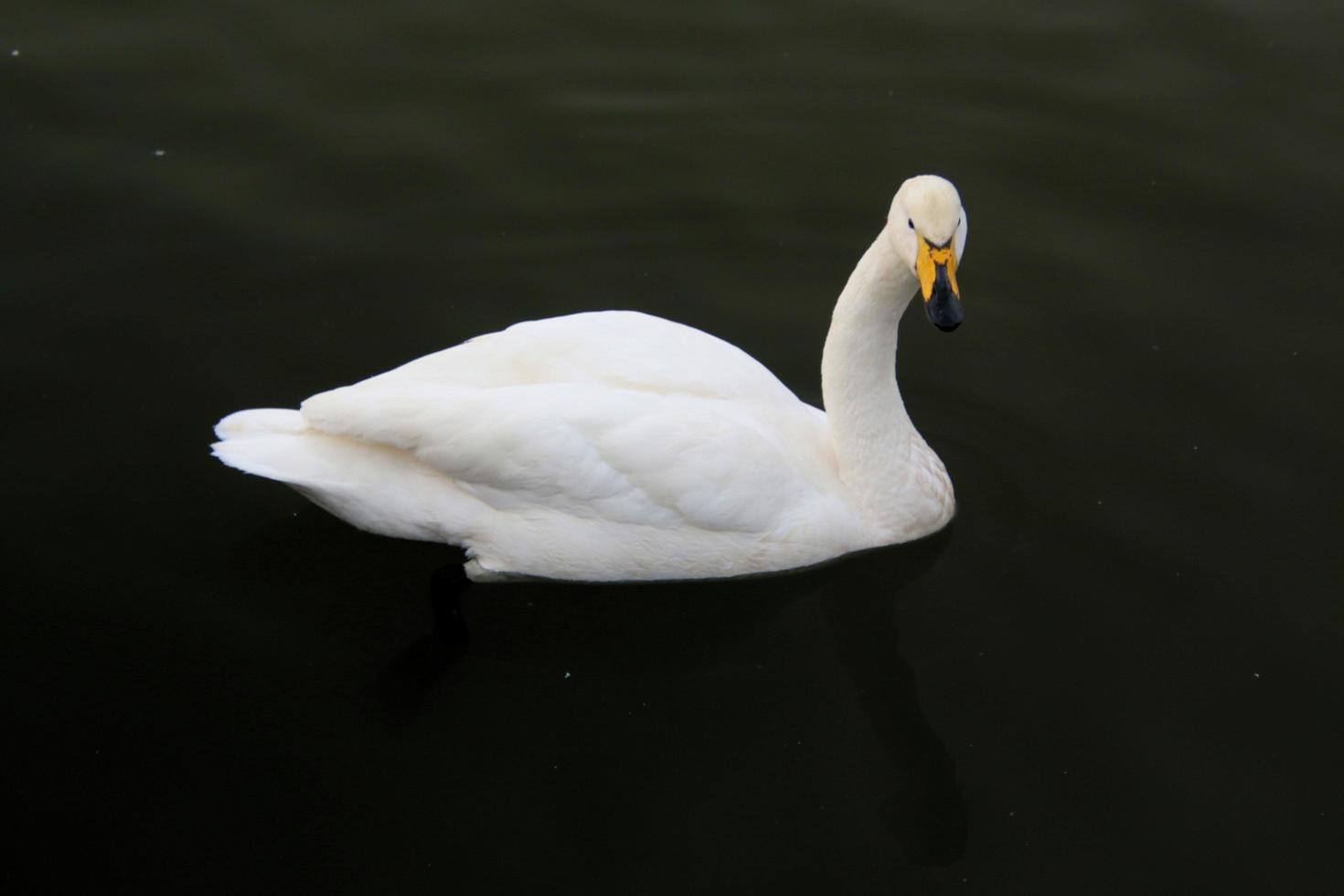 A view of a Whooper Swan in Reykjavik in Iceland photo