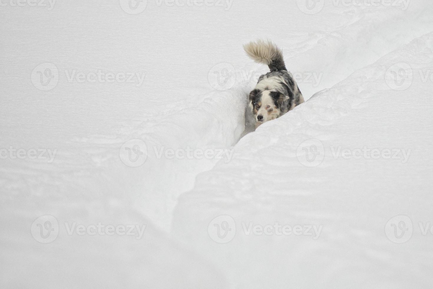 perro de ojos azules en el fondo de la nieve foto