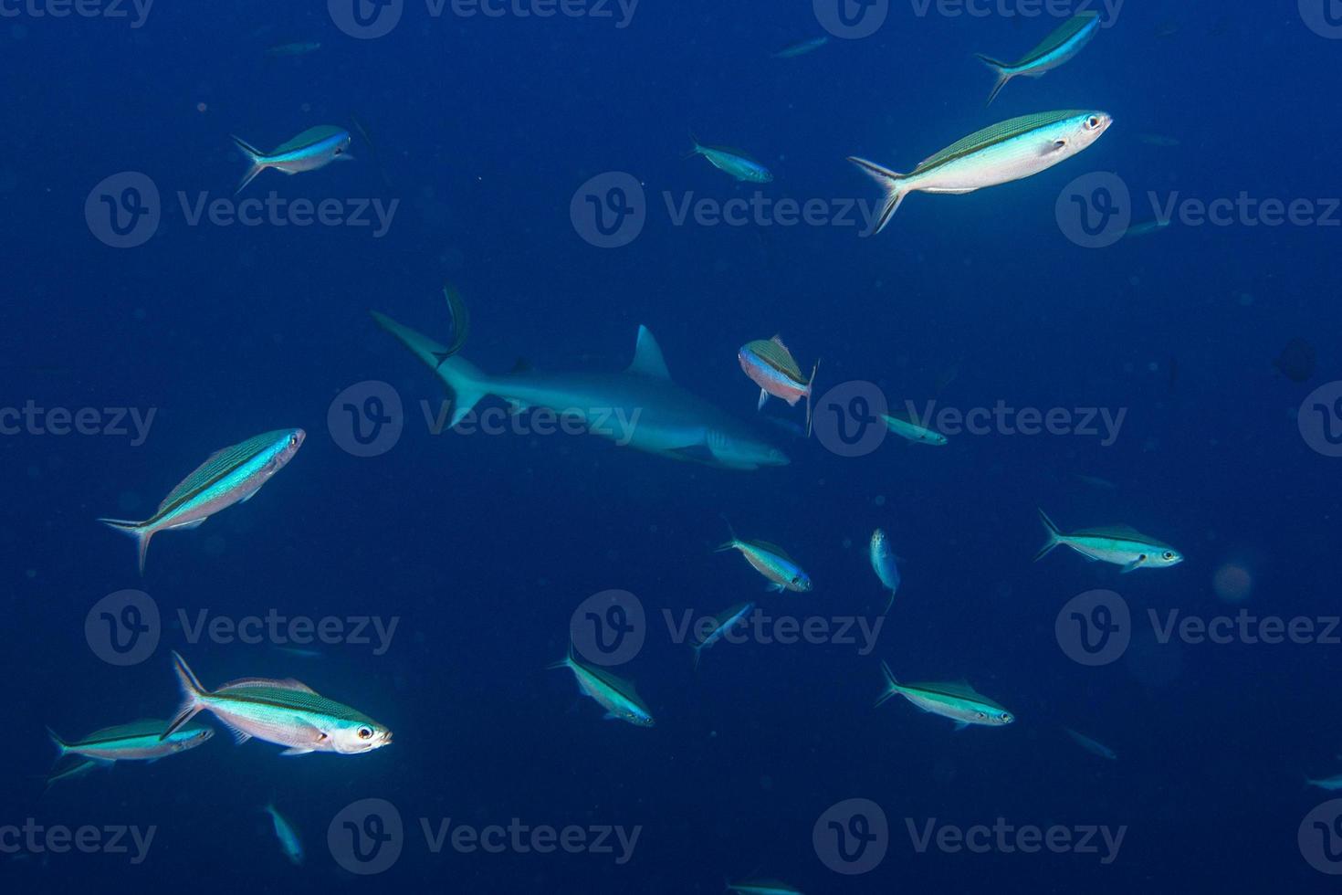 Grey shark jaws on the reef in maldives photo