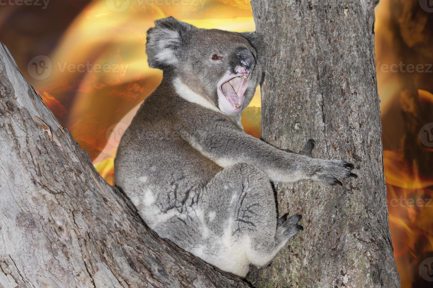 yelling crying koala in australia bush fire photo