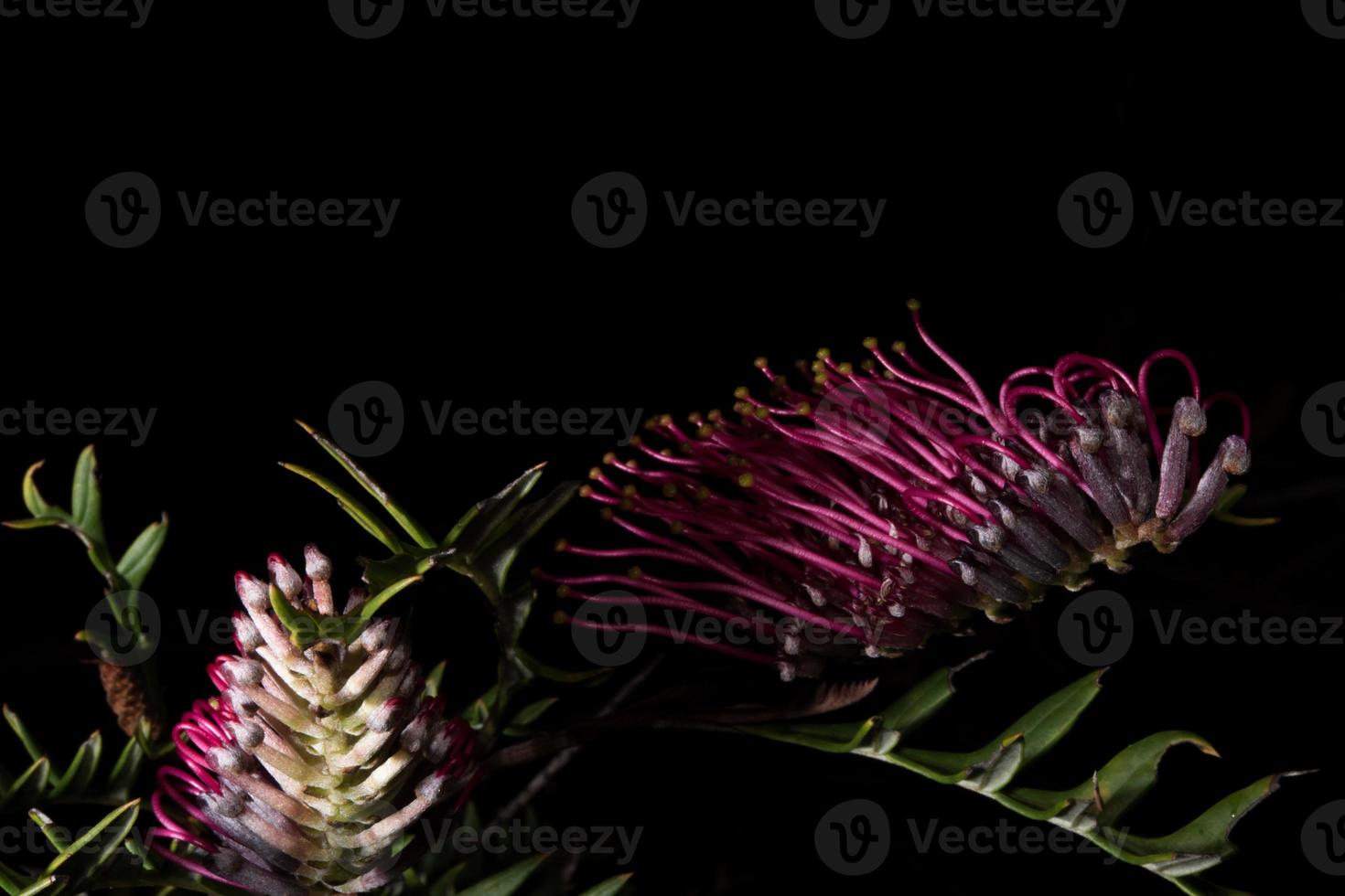 Australia bush flora flowers detail banksia flower photo