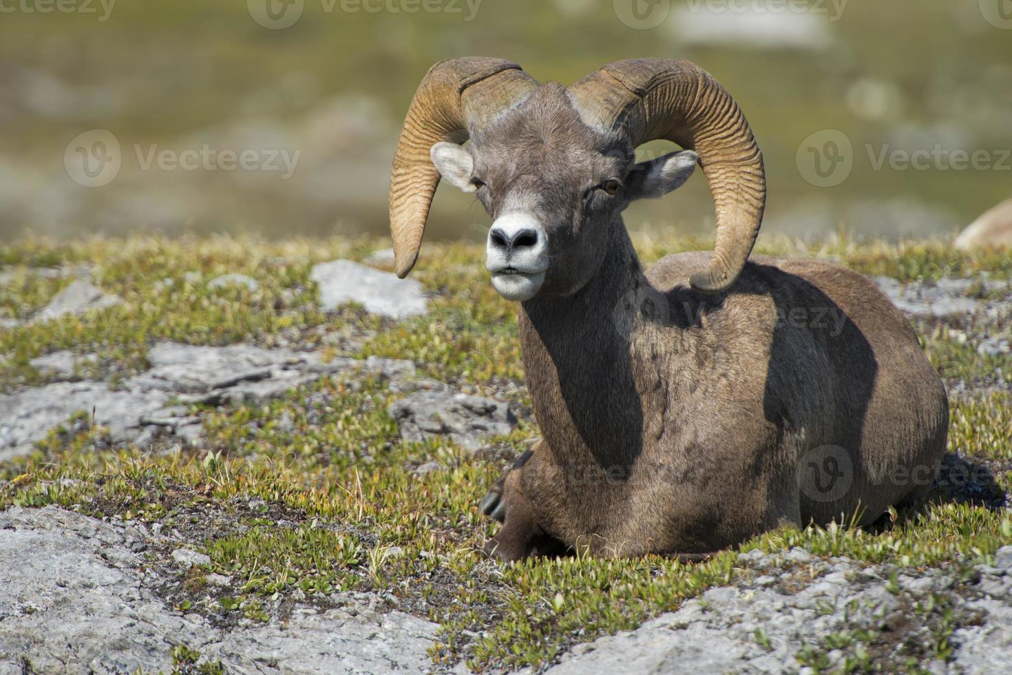 Big Horn portrait photo