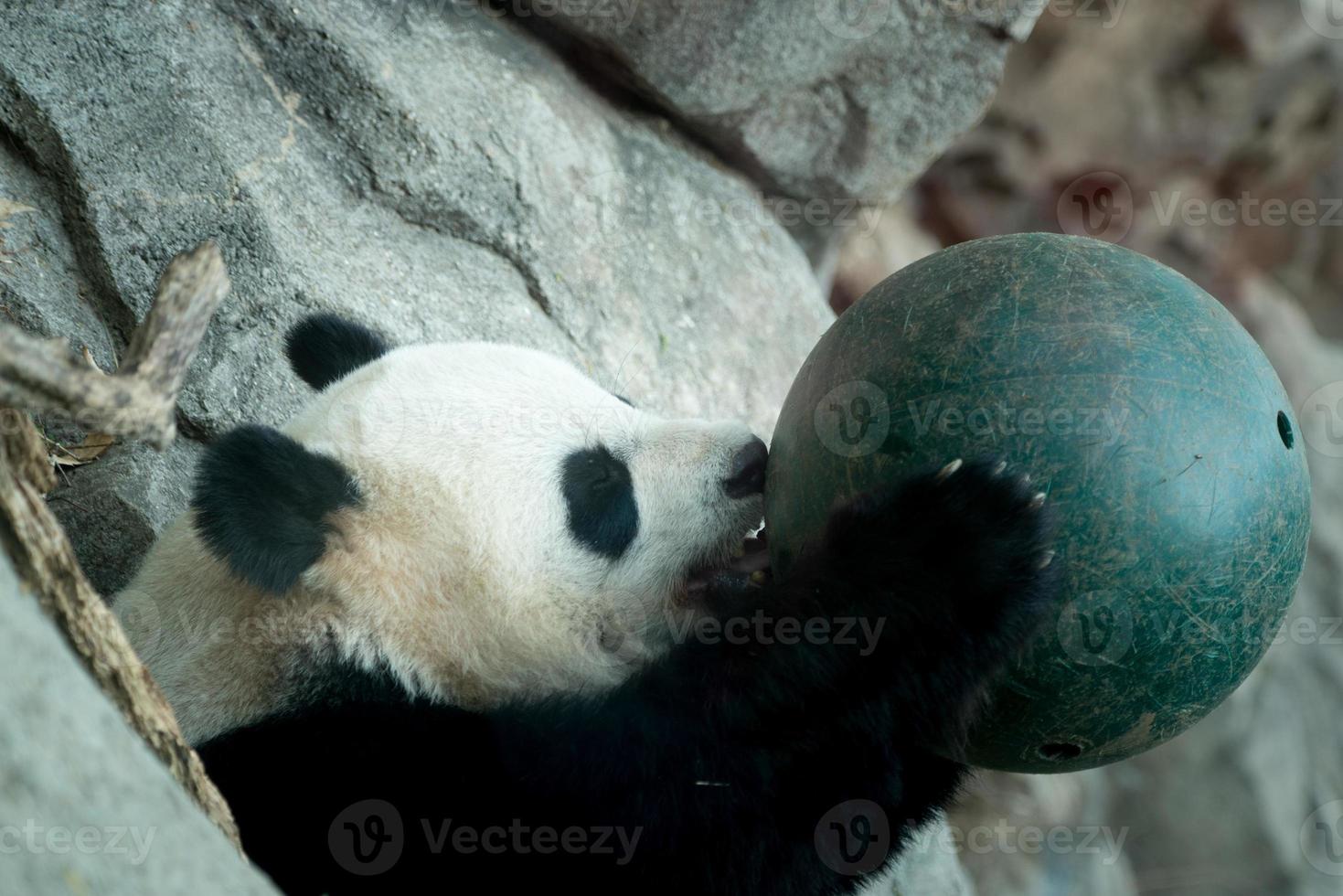 giant panda while playing with a ball photo