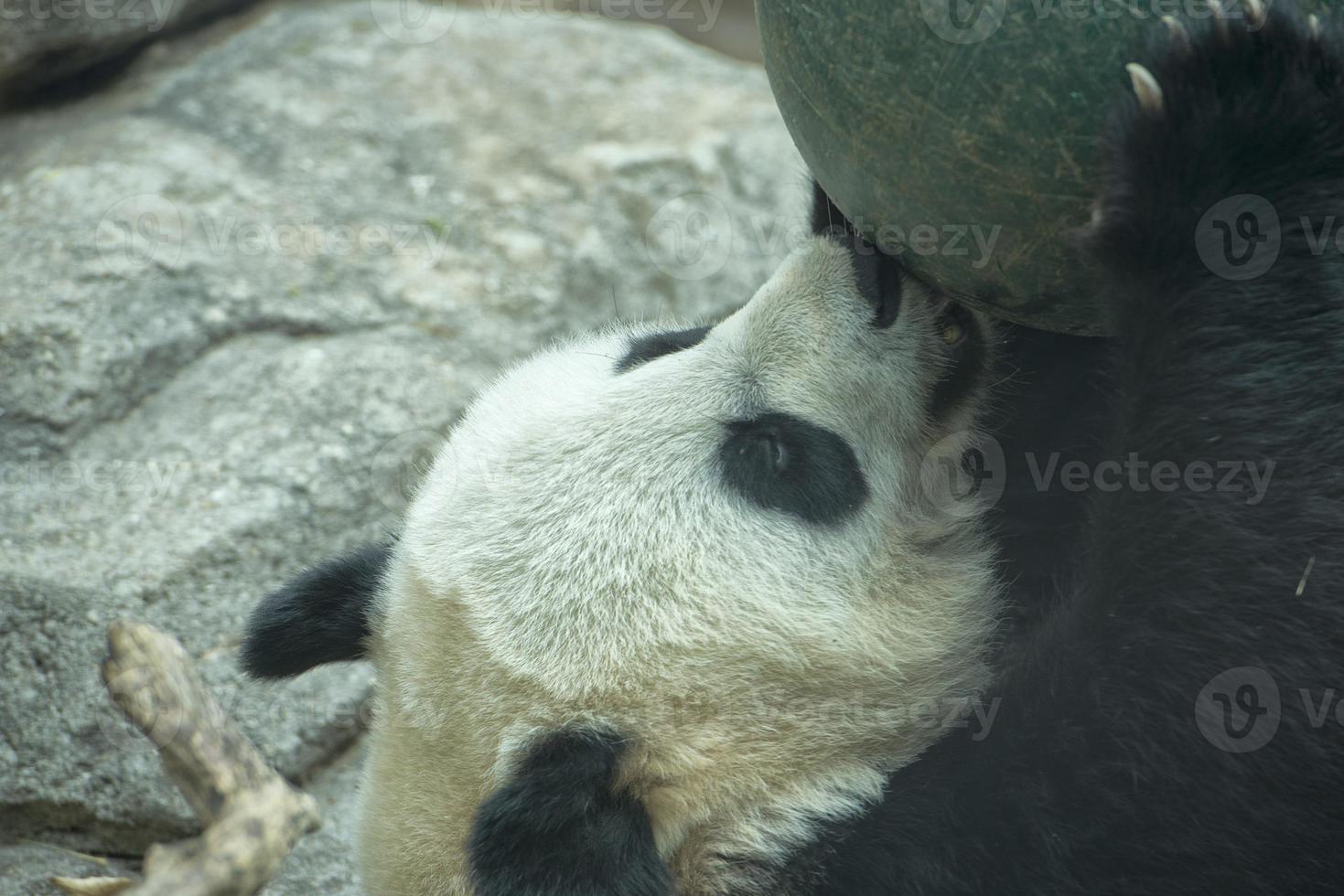 giant panda while playing with a ball photo