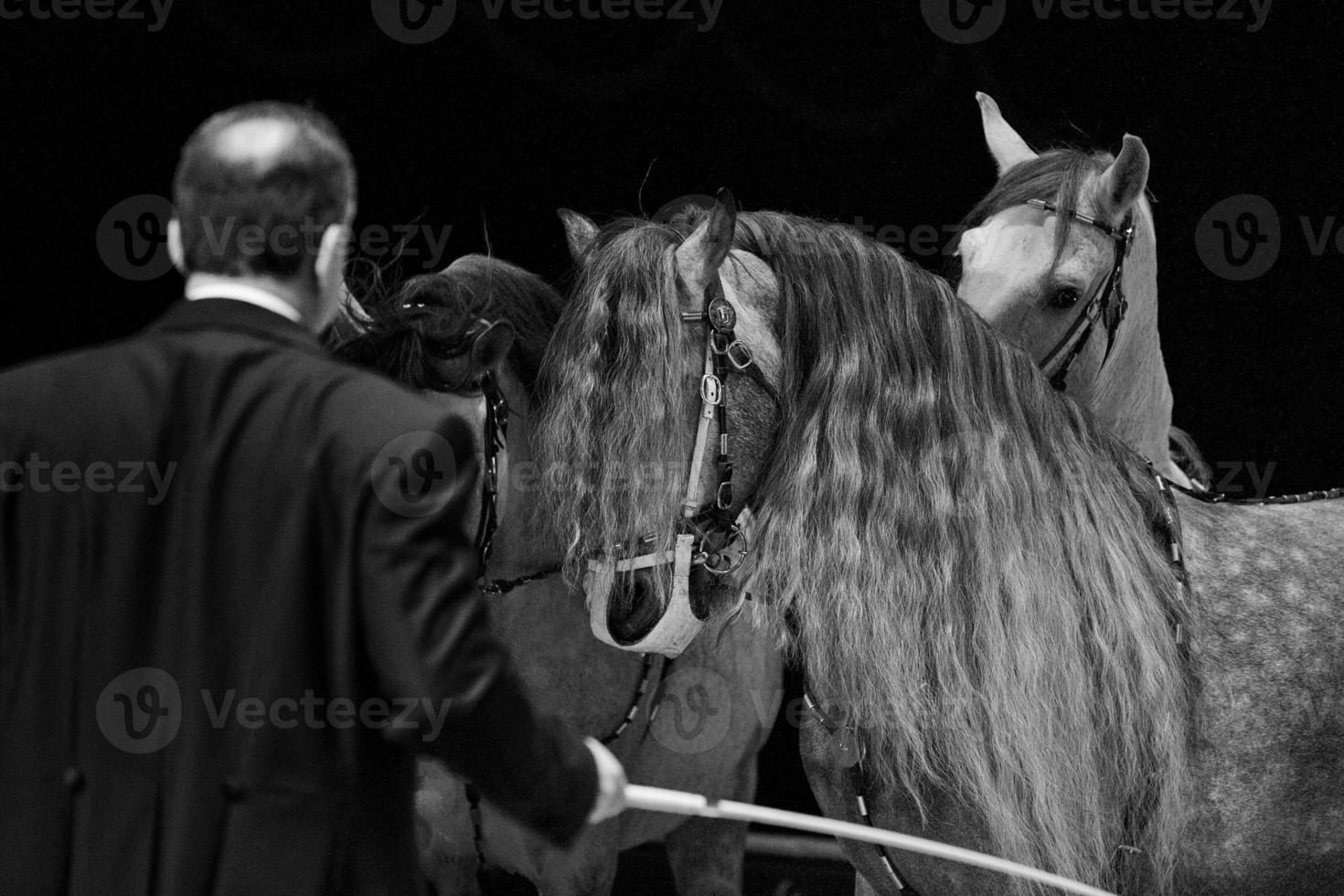 Rampant circus white horses photo