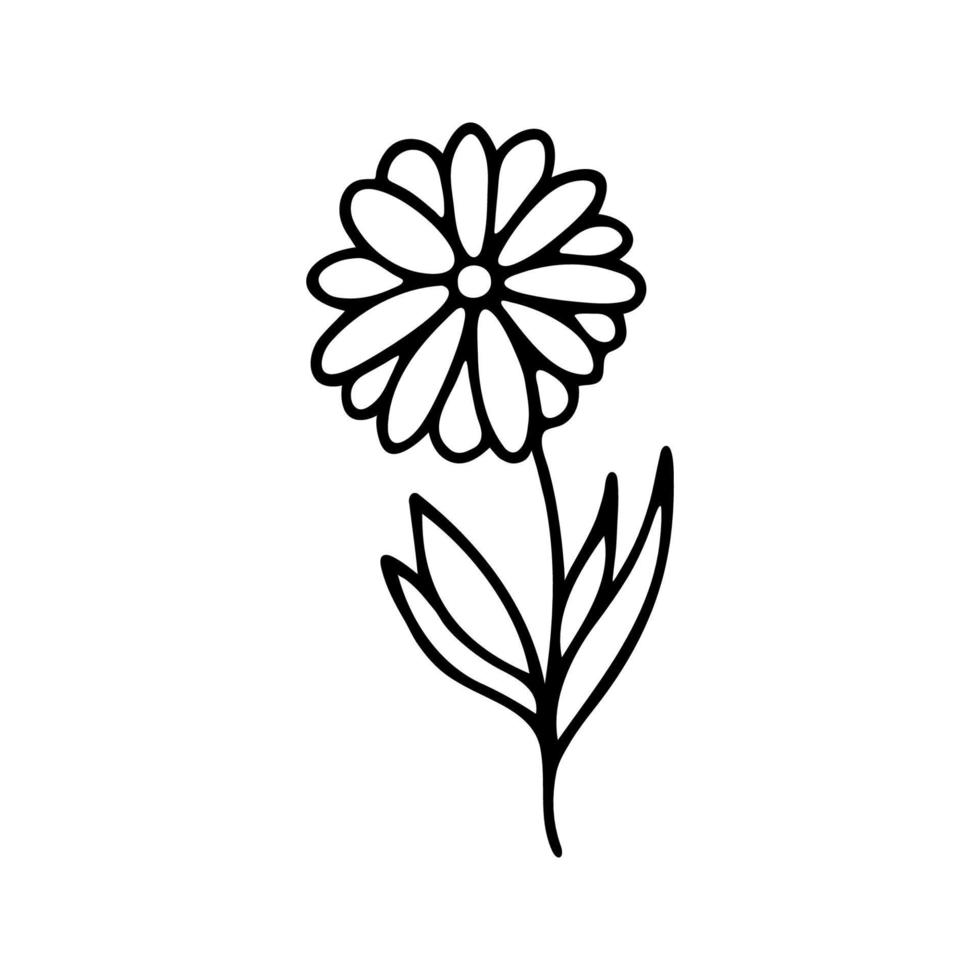 mano dibujado herbario, floral clipart. uno línea garabatear vector