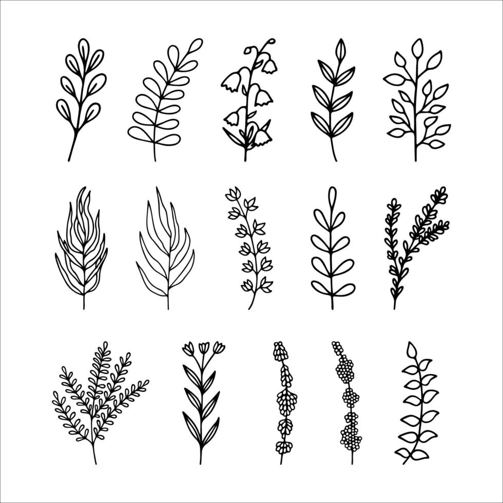 Hand drawn herbal, floral clipart collection. One line doodle vector set