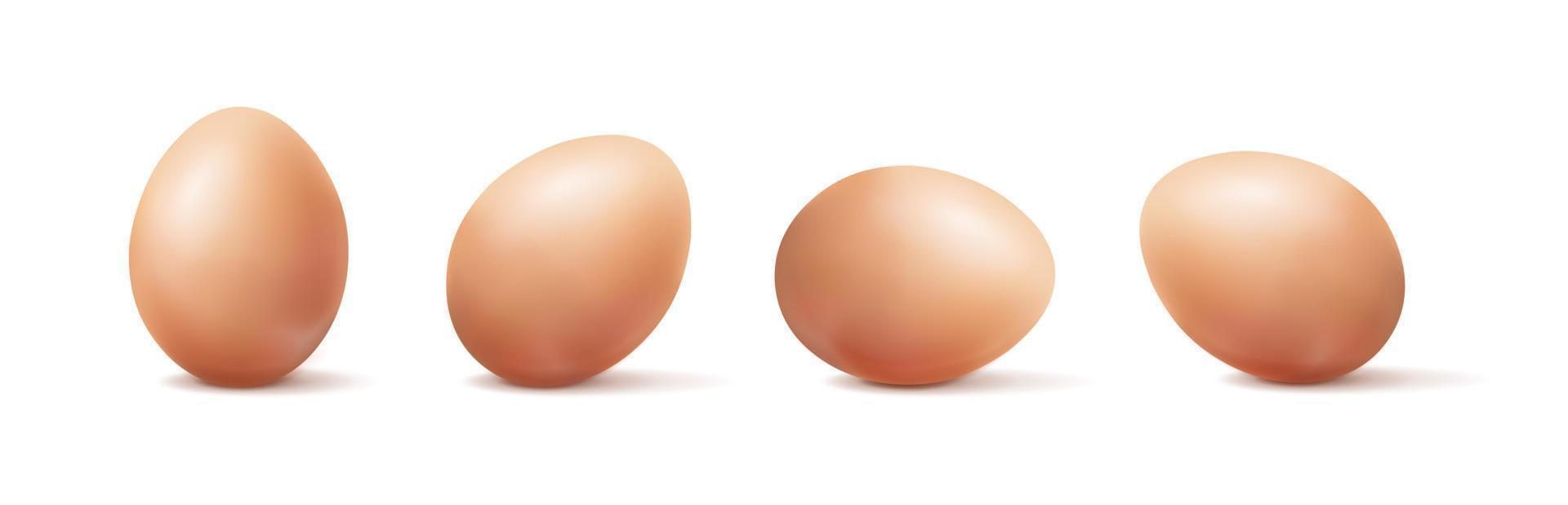 3d realistic vector icon illustration. Organic brown color eggs in different positions.