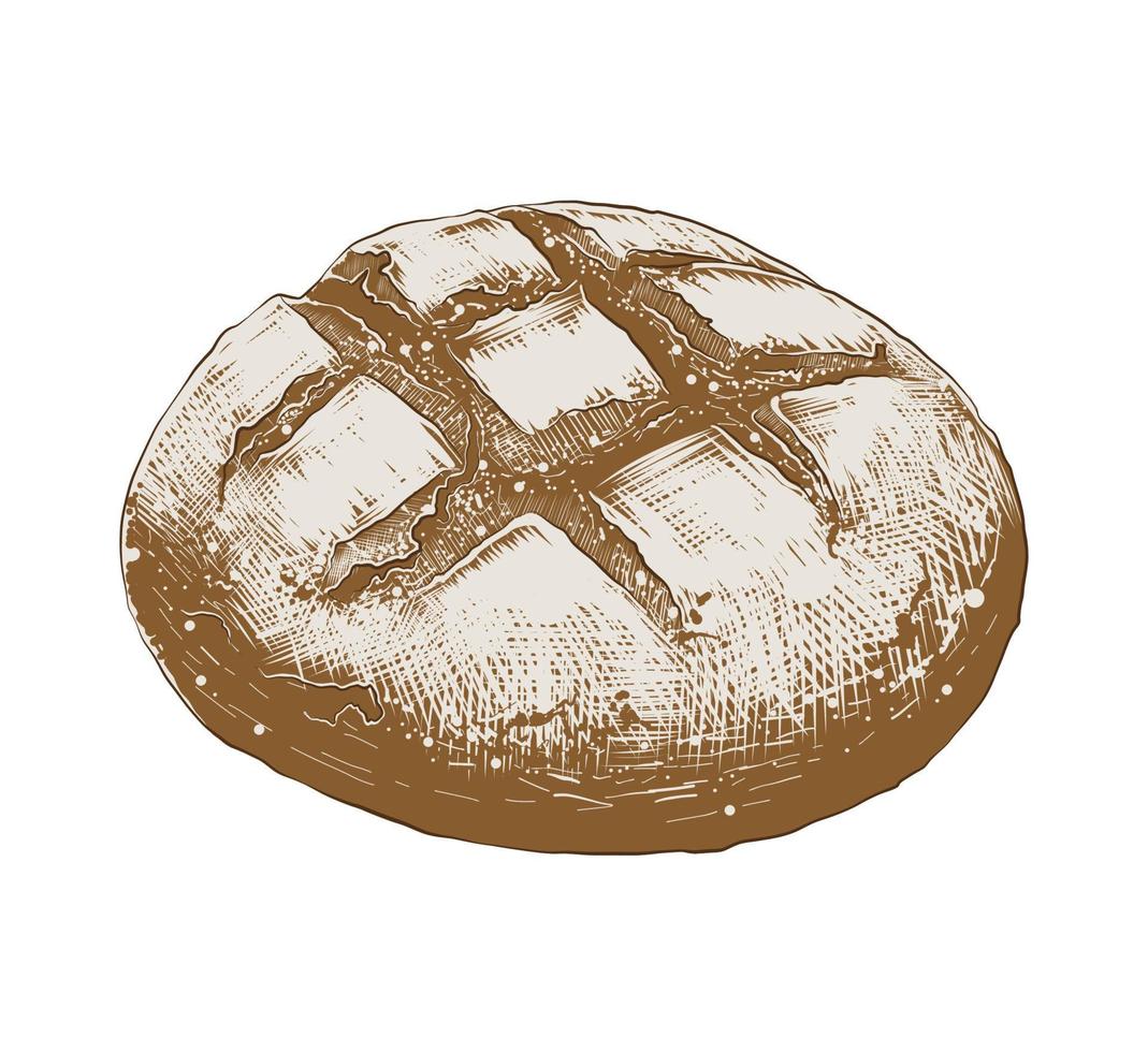 Vector engraved style illustration for posters, decoration, logo and print. Hand drawn sketch of bread loaf in colorful isolated on white background. Detailed vintage woodcut style drawing.