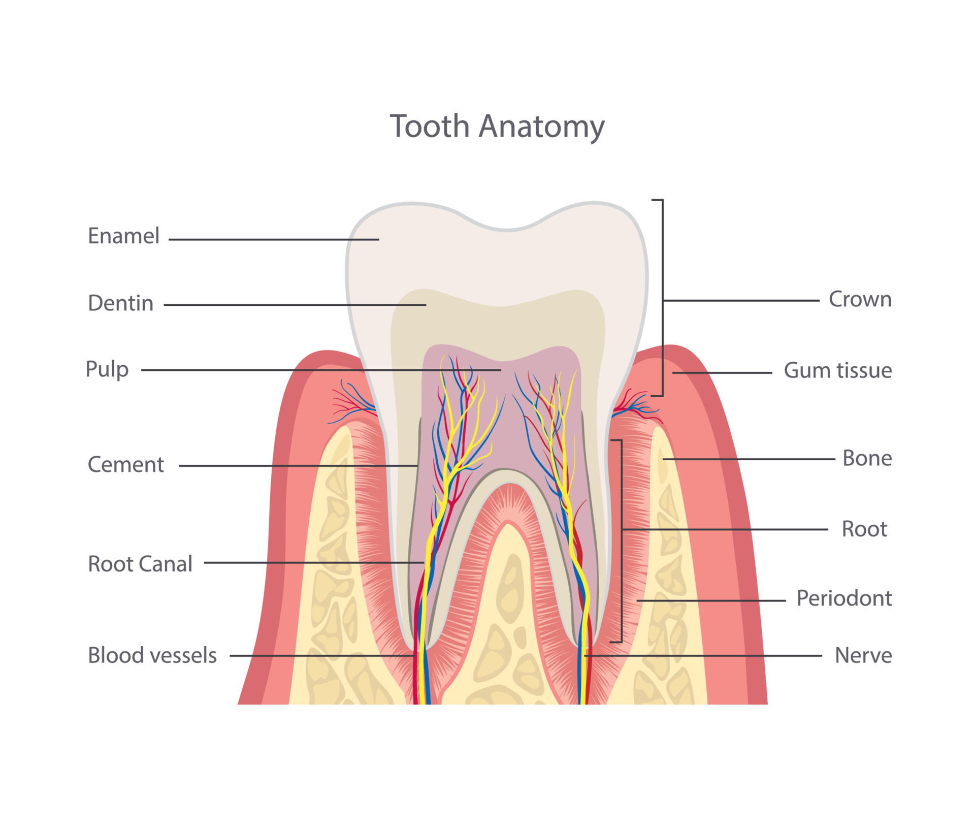 Tooth structure. Anatomy of teeth. Dental medical illustration. 20431532  Vector Art at Vecteezy