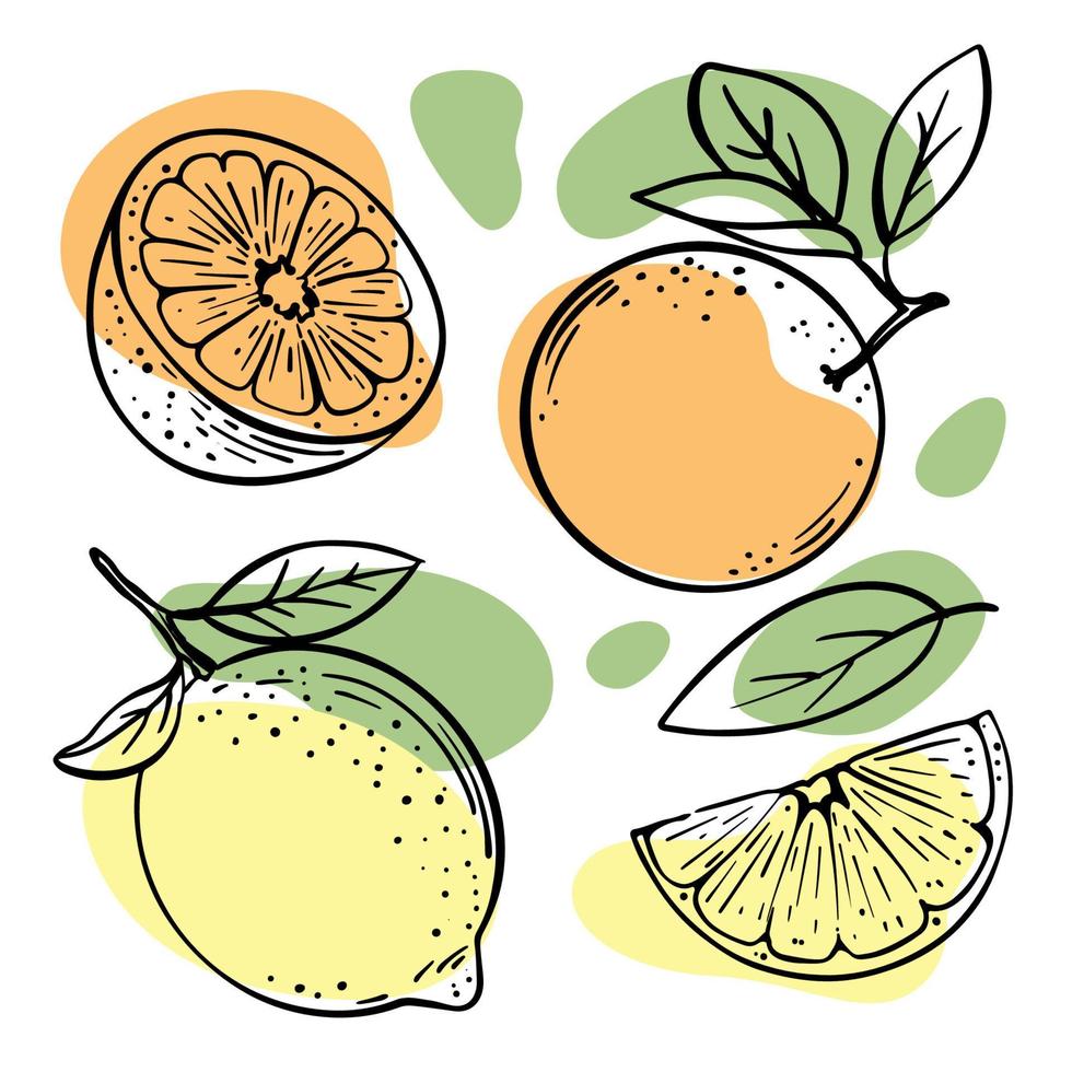 ORANGE LEMON Delicious Fruits Sketch Vector Illustration Set