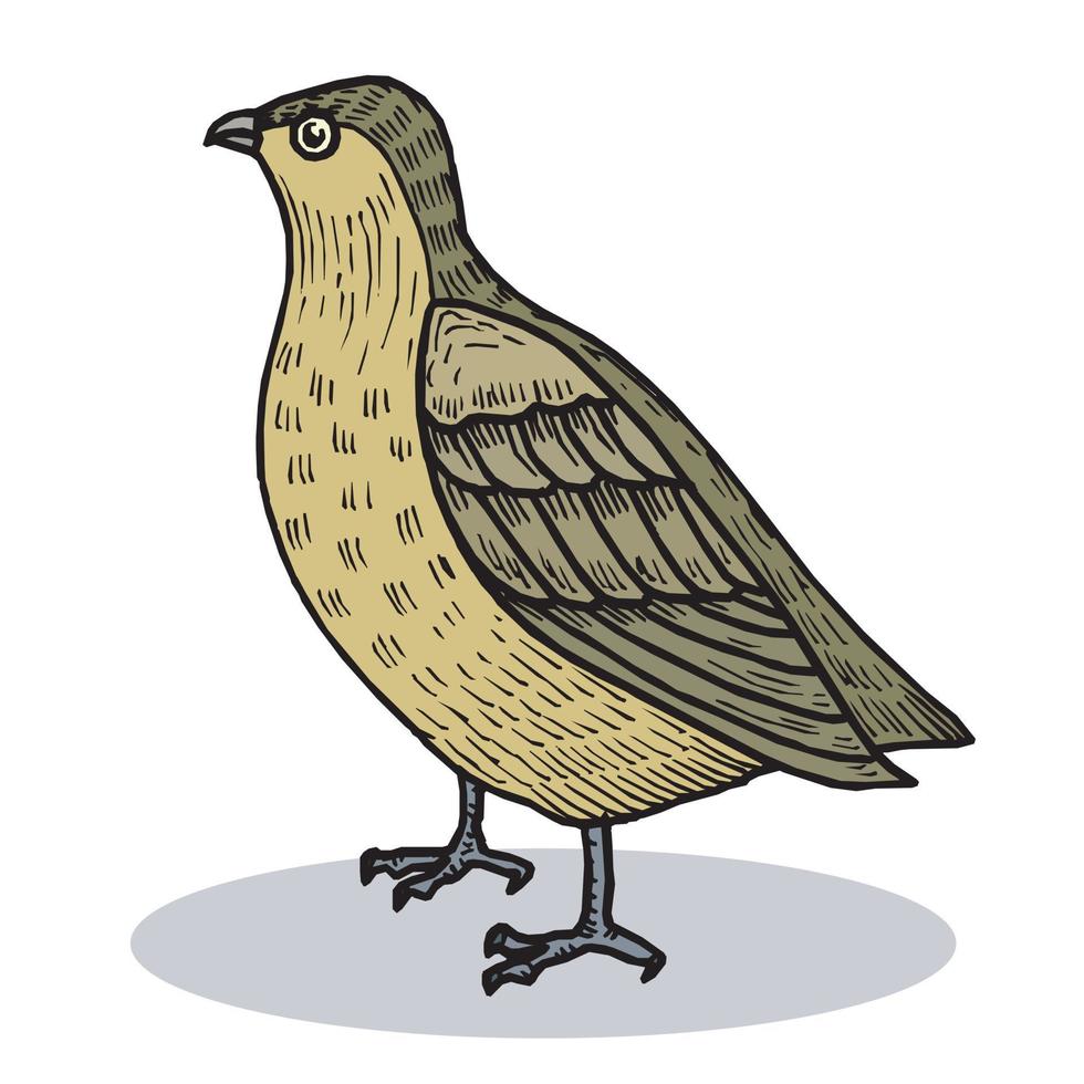 Quail Bird Cartoon Animals Illustration Free Vector