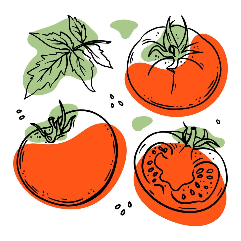 TOMATO Delicious Vegetable Sketch Vector Illustration Set