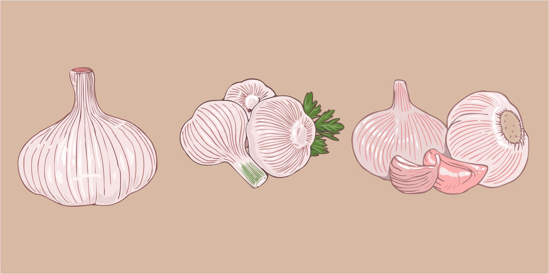 Garlic vector set collection graphic clipart design