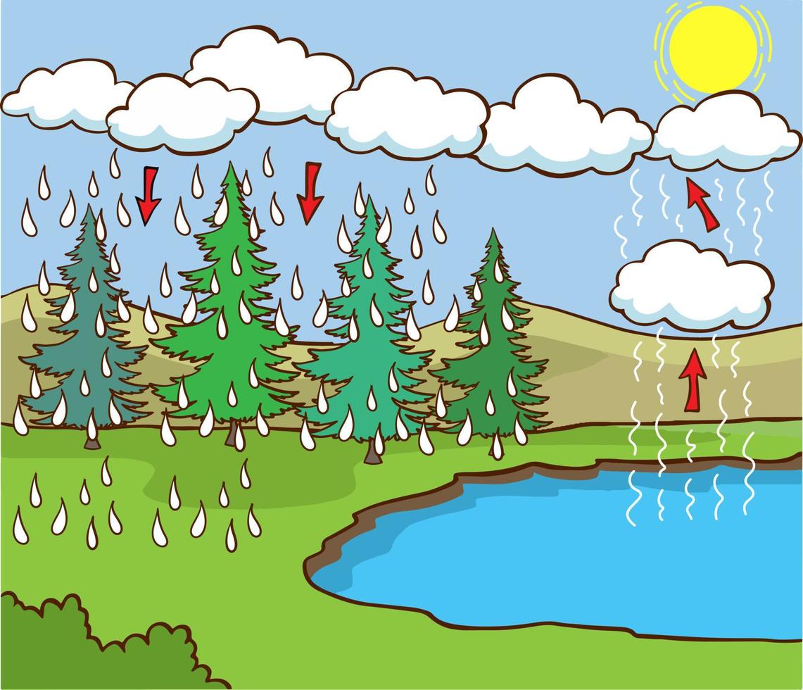 Rain drop formation in a science diagram. How rain forms as warm air rises and condenses. Rain droplets collide and grow.carton vector