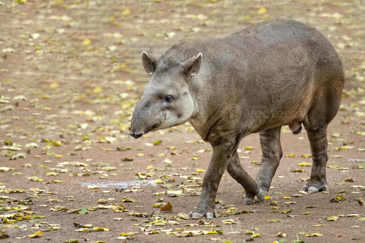 retrato de tapir mientras te mira foto