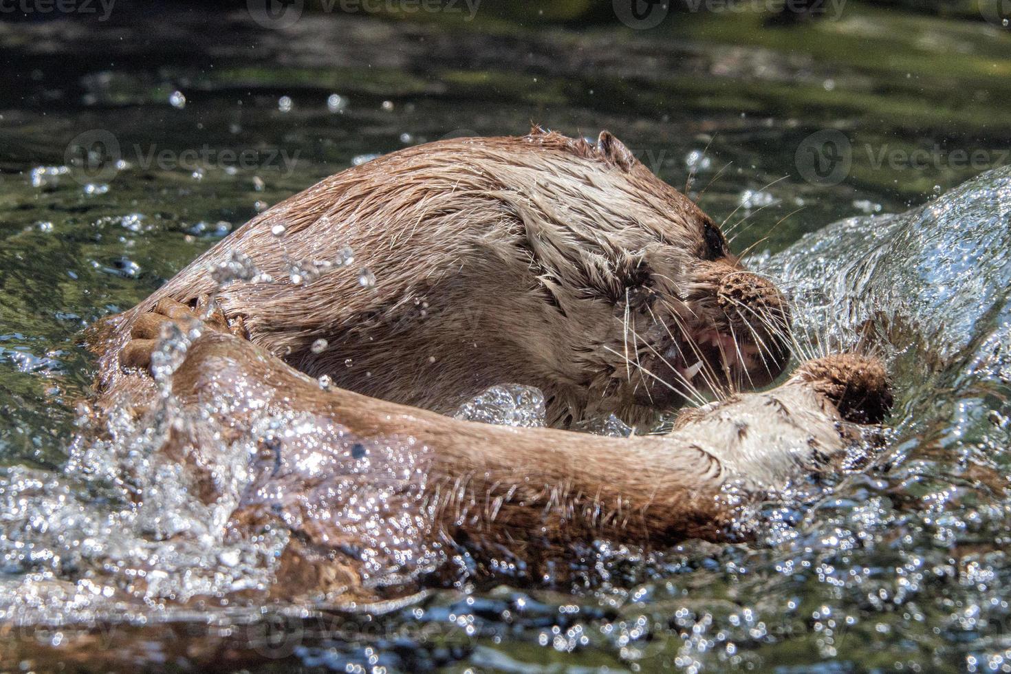 nutria jugando en el río foto