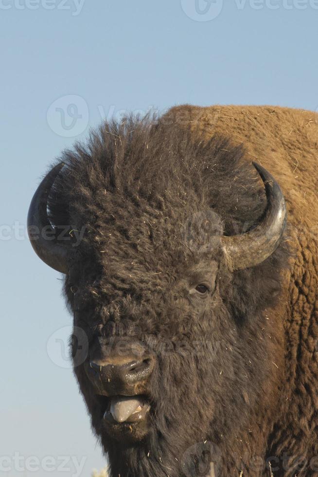 un bisonte retrato cerca arriba mientras mirando a usted y soplo con abierto boca y gris lengua foto